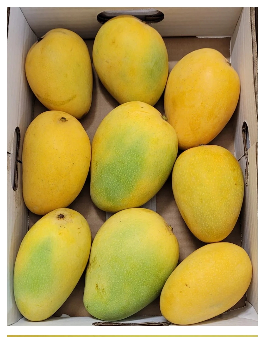 Banganapalli (Benisha) +Free Delivery +Free Mango Pickle