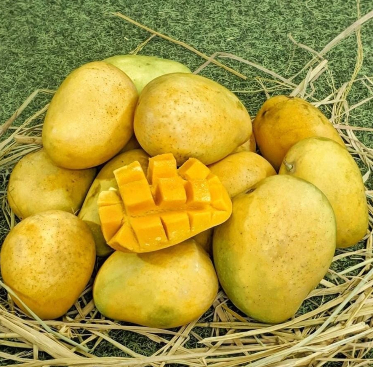 Banganapalli (Benisha) +Free Delivery +Free Mango Pickle Thumbnail