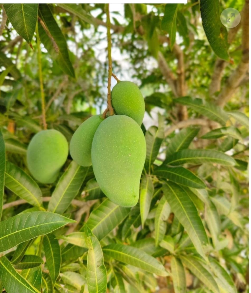 Banganapalli (Benisha) +Free Delivery +Free Mango Pickle