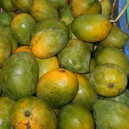Kalapad +Free Delivery +Free Mango Pickle