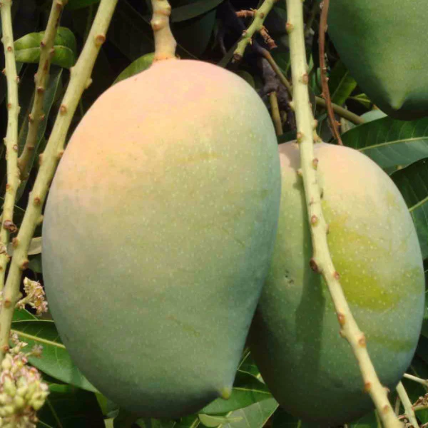 Kesar + Free Delivery +Free Mango Pickle