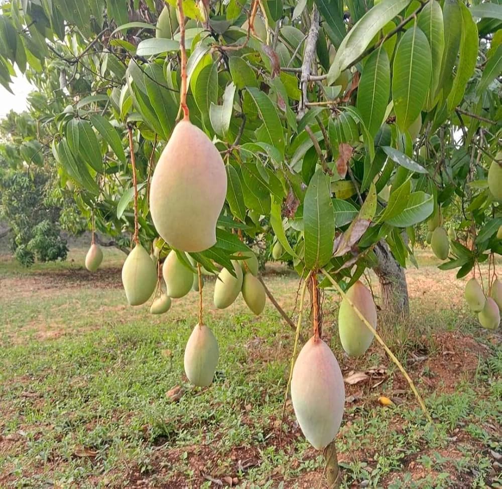 Thothpuri +Free Delivery +Free Mango Pickle