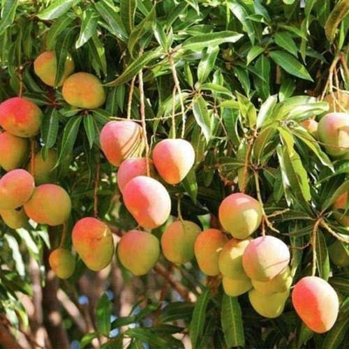 Lalbagh Sindura (Pullura) +Free Delivery +Free Mango Pickle