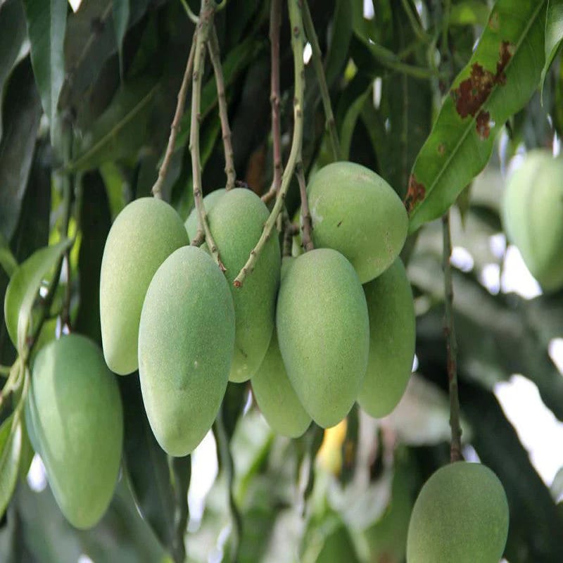 Imam Pasand (Himayath) +Free Delivery +Free Mango Pickle