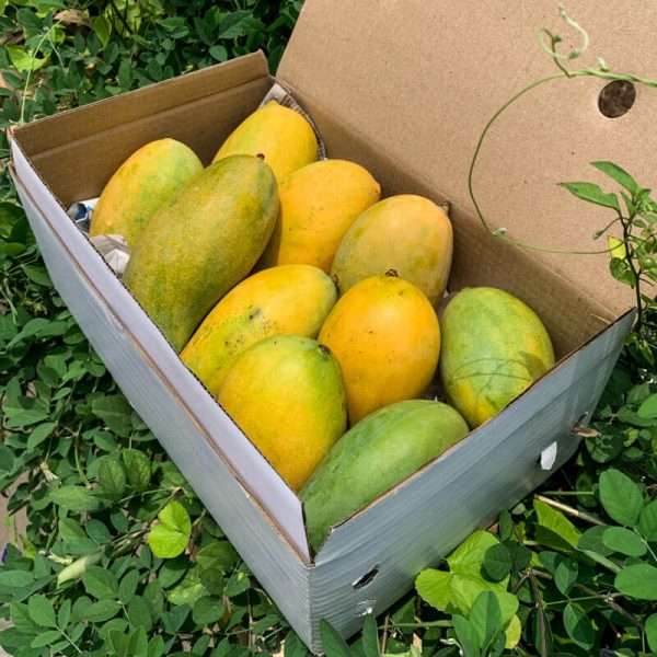 Mallika +Free Delivery +Free Mango Pickle